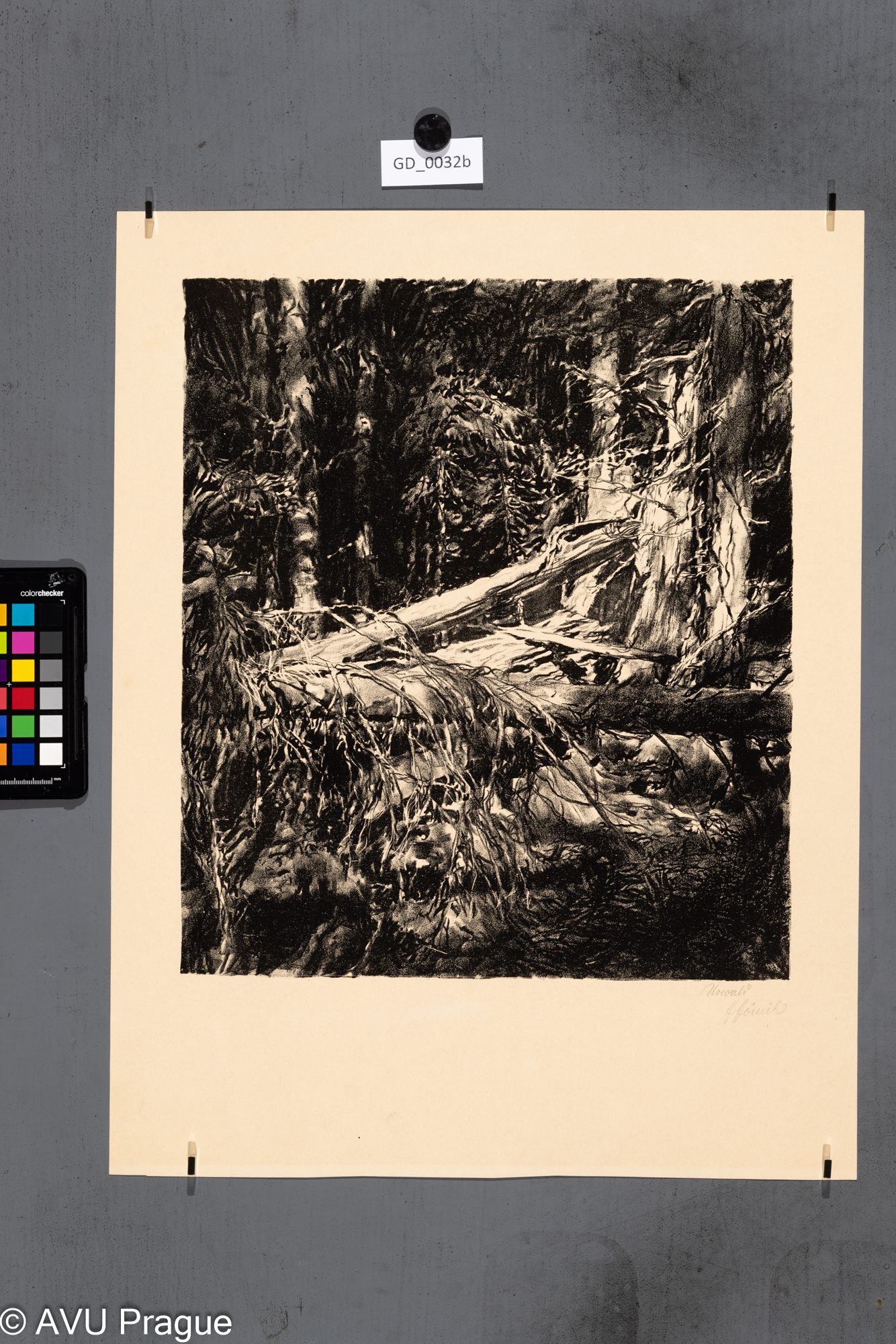 Heinrich Hönich, Urwald - Prales,1917,Litografie,37,6 x 33,2, papír - 52 x 40,3, Hönich- Zehn Litographie von Heinrich Hönich