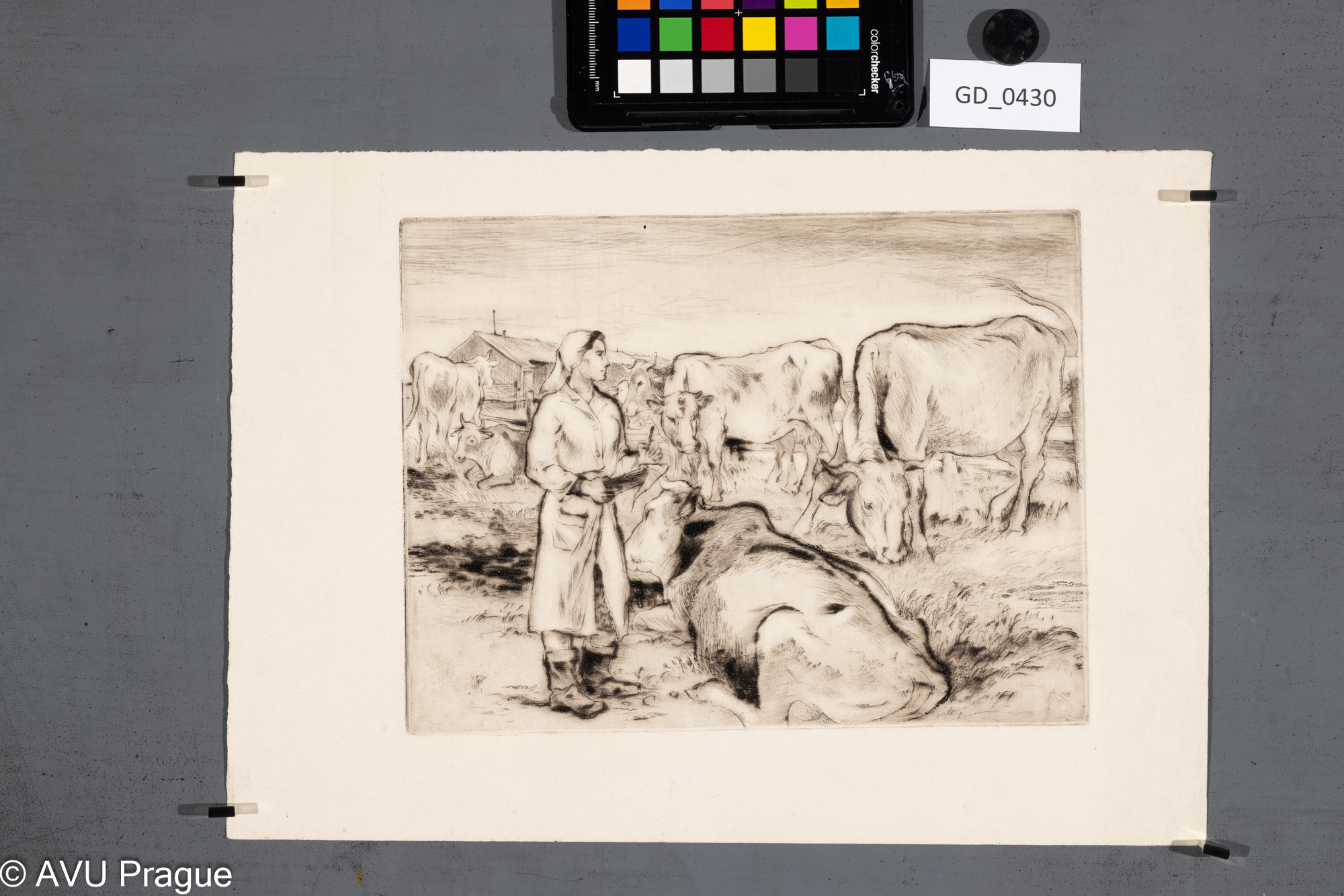 Neurčen, Žena na poli s krávami (JZD), Suchá jehla, 18,7 x 24,8,25,1 x 35,5