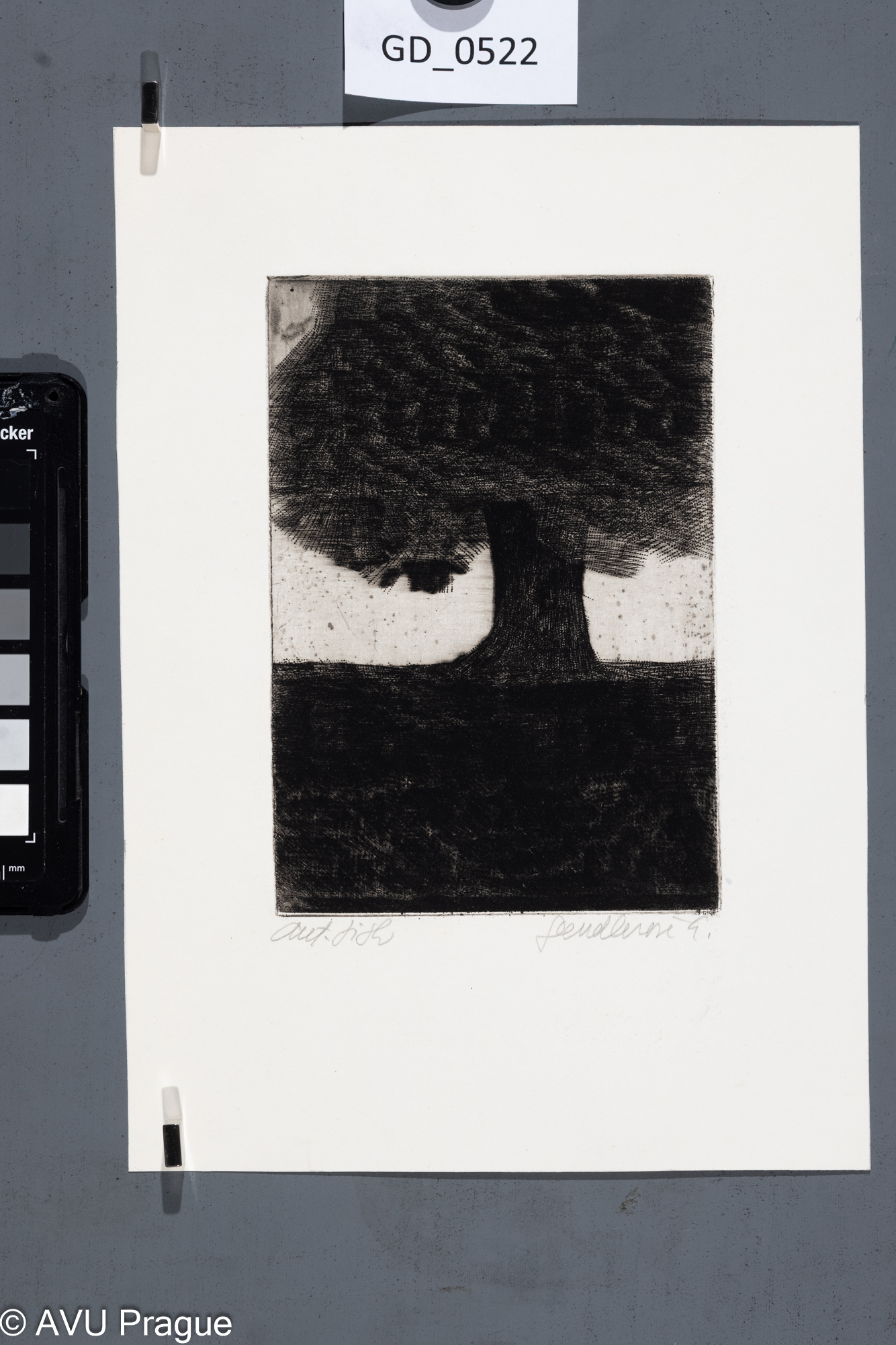 Eva Sendlerová, Dub, Suchá jehla / Rytina skoblinou, 14,8 x 10,3,24,3 x 17,3, Tittelbach