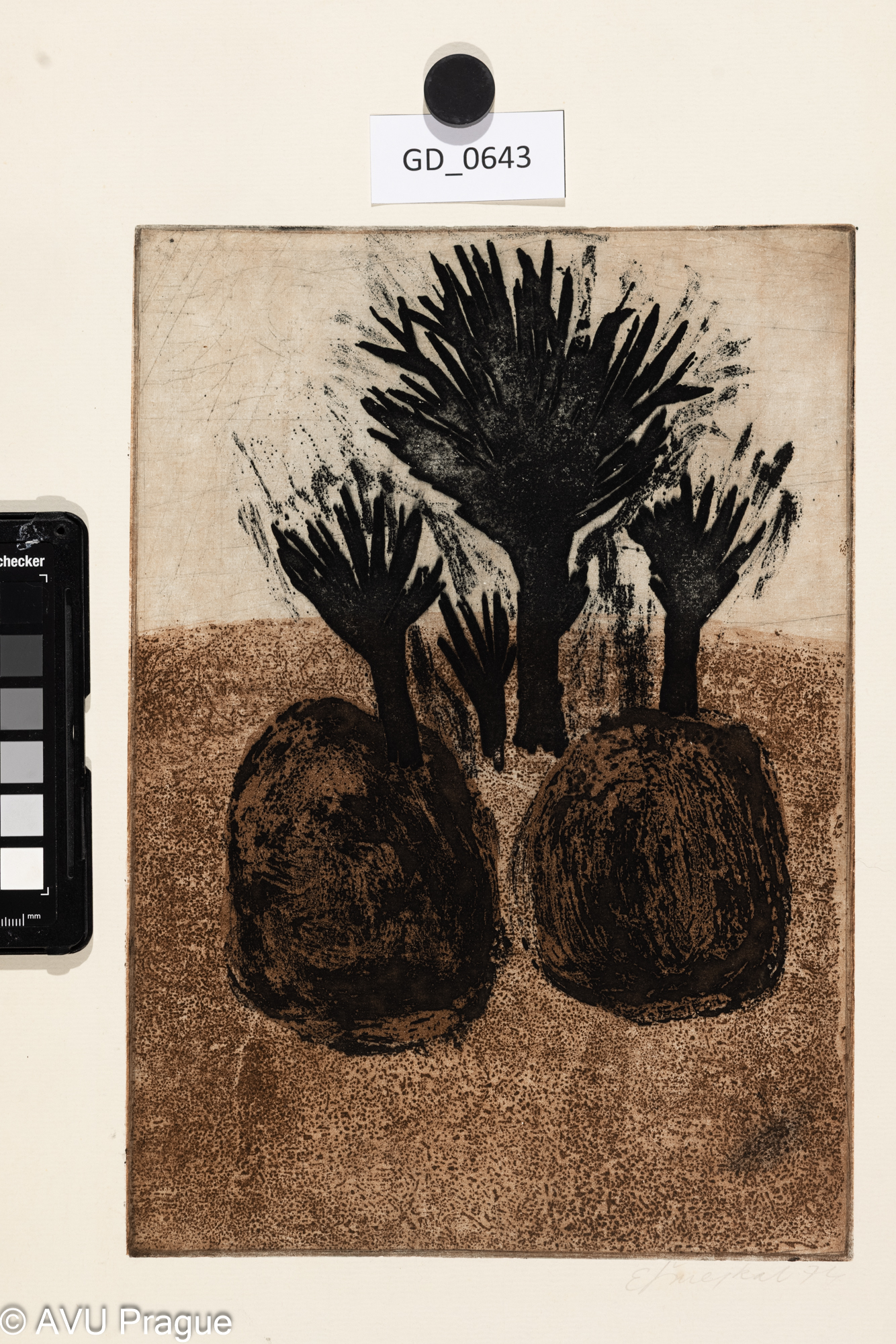 Emil Šmejkal, Čtyři stromy - diplom, 1974, Akvatinta - dvě desky, 29,2 x 20,4, 49,9 x 38,1,Čepelák