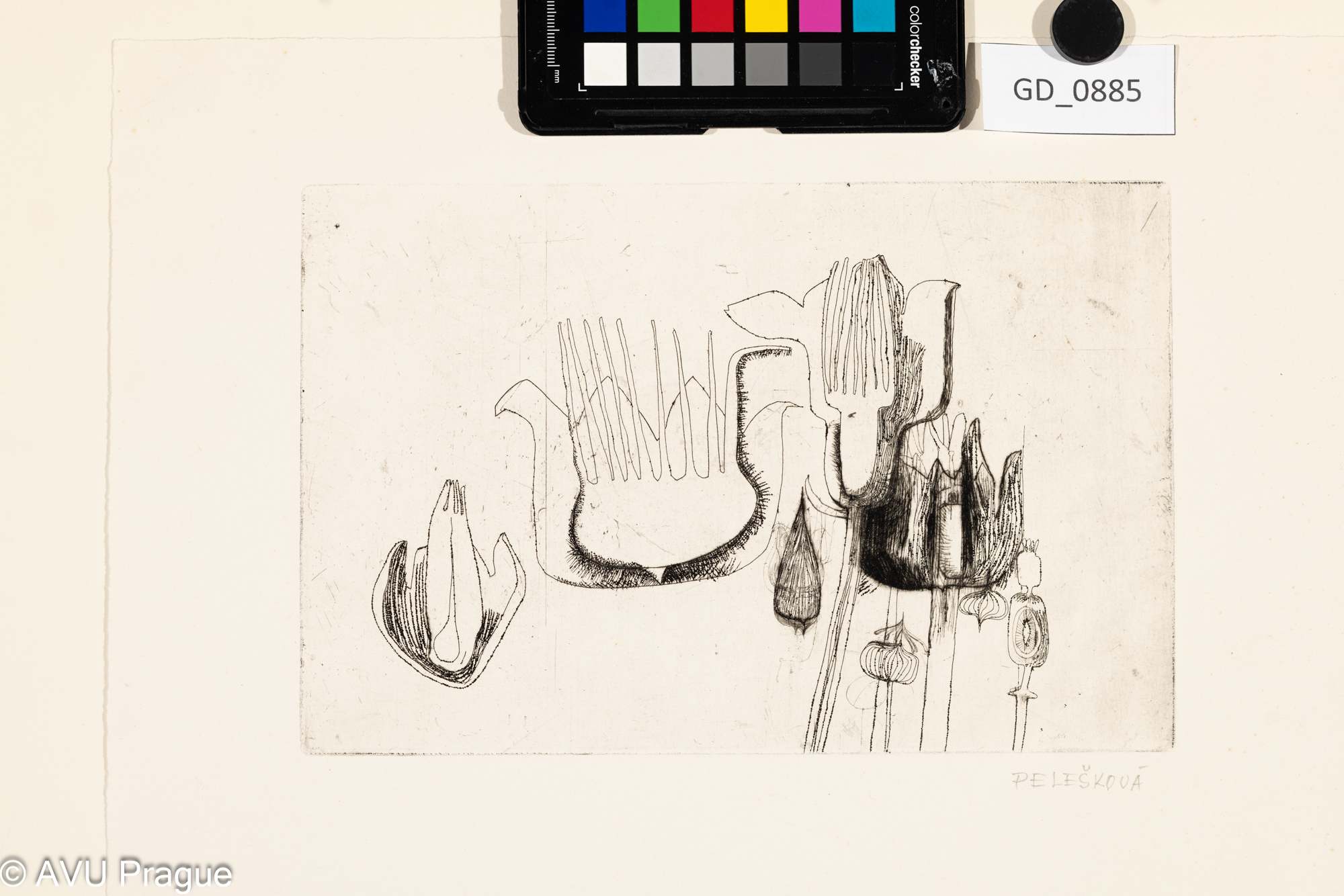 Neurčeno, Jitka Pelešková Bilá ?Květiny - abstrakce, 60 léta, Lept / suchá jehla, 16 x 24,4,25,2 x 35,1