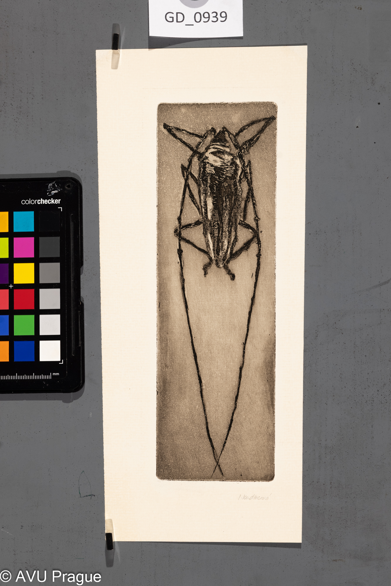 Jana Kadlecová, Brouk,Lept / akvatinta, 21,8 x 6,8,28,6 x 10,3, Čepelák