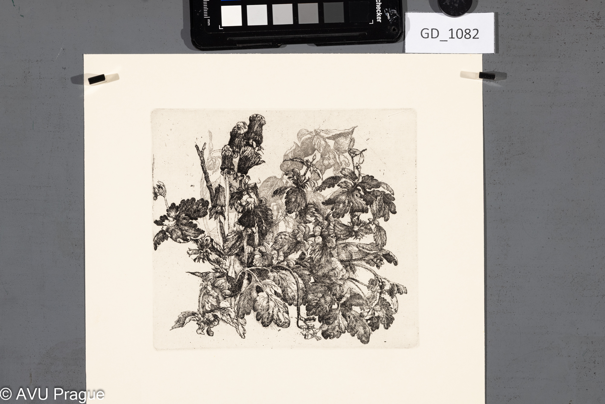 Ivana Kantůrková, Květiny,Lept, 14,1 x 15,7, 28,7 x 23,5,Čepelák