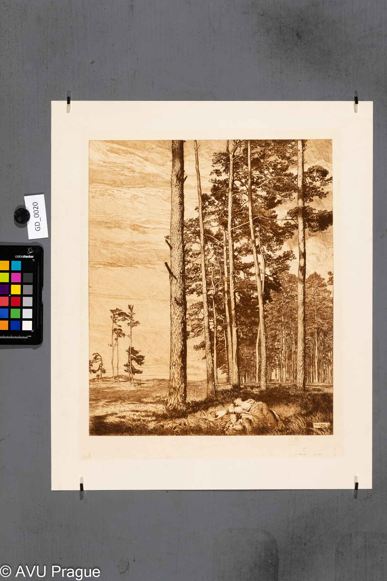 Odpočiněk v sosnovém lese