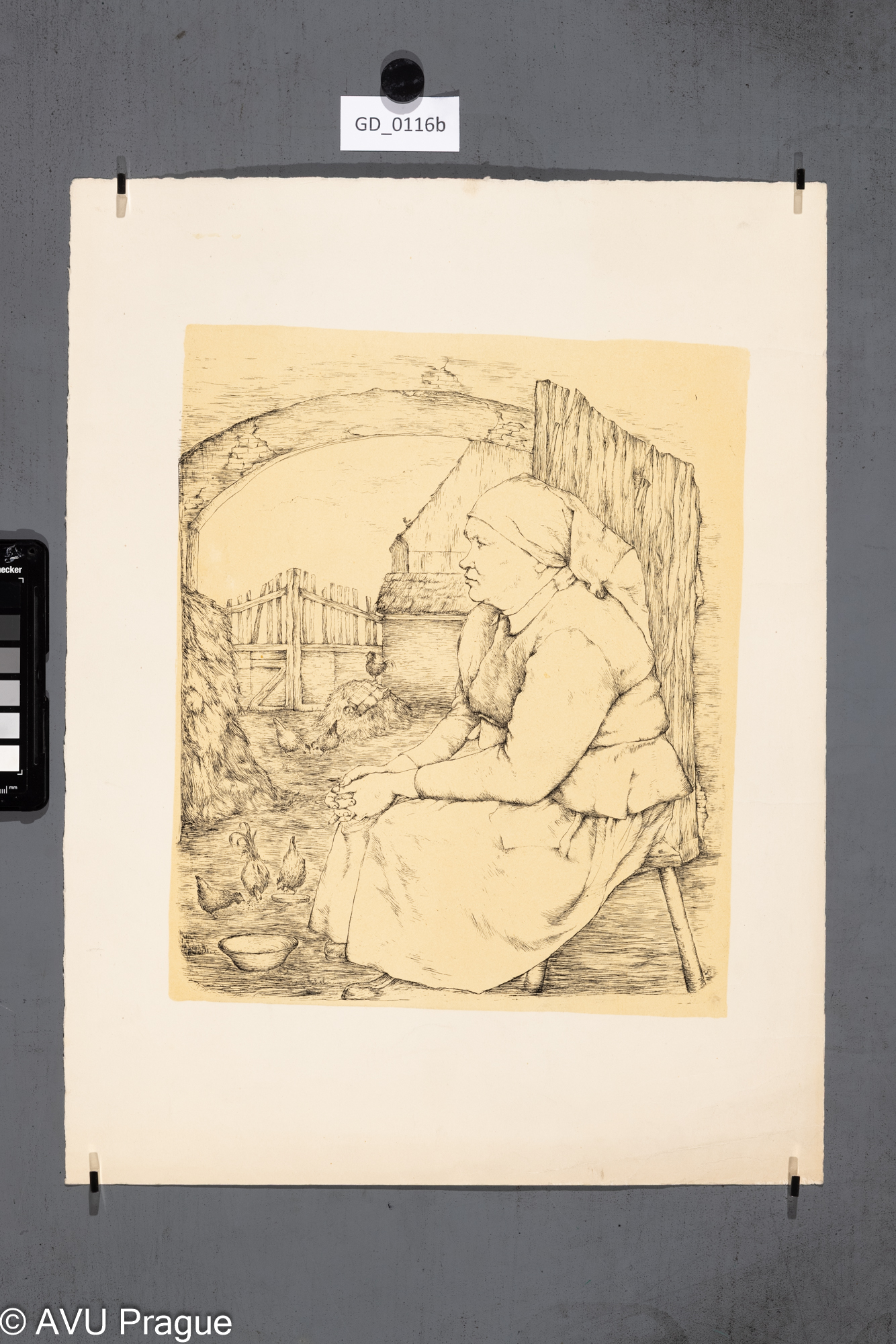 Studie selky na dvoře