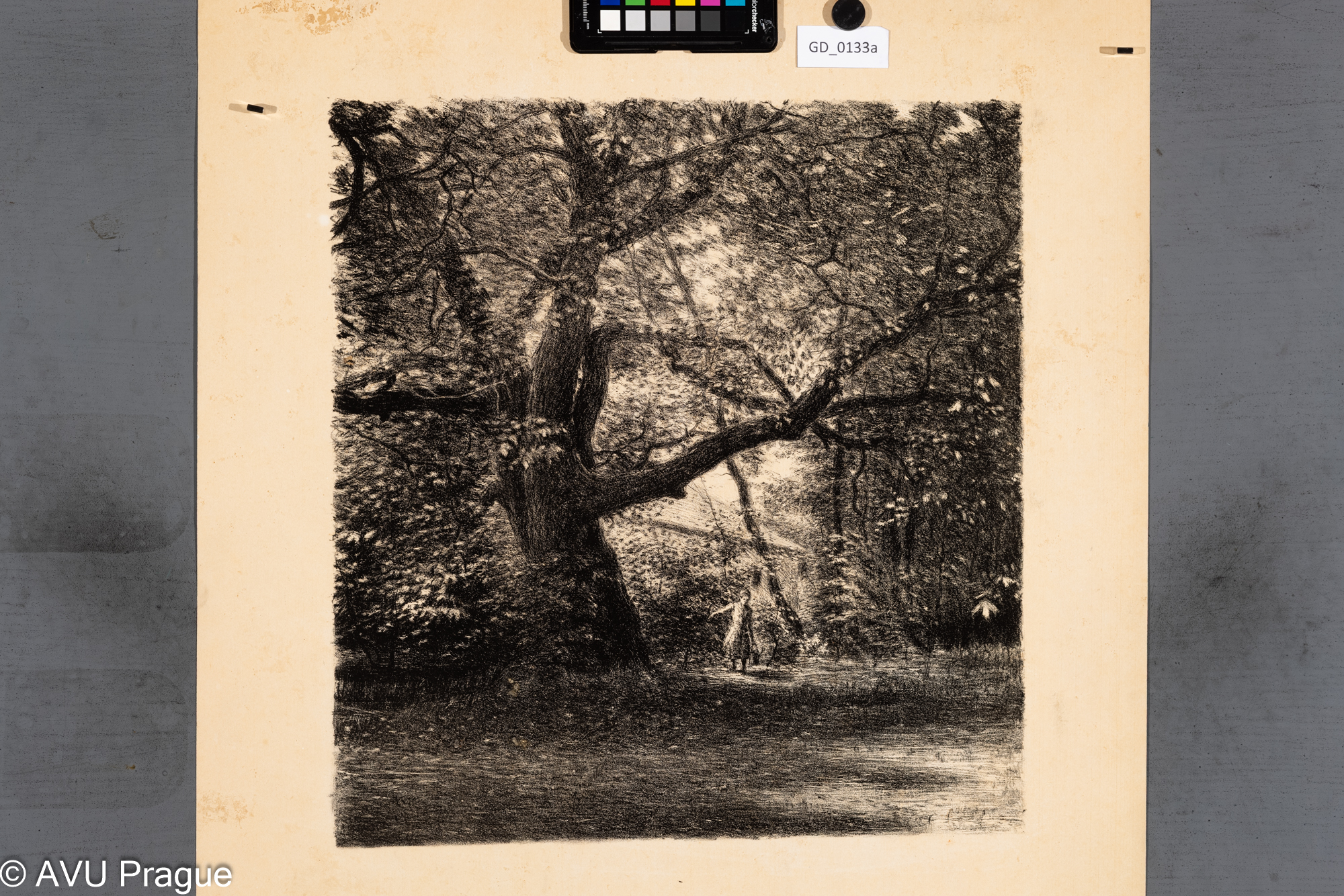 Strom a postava v lese