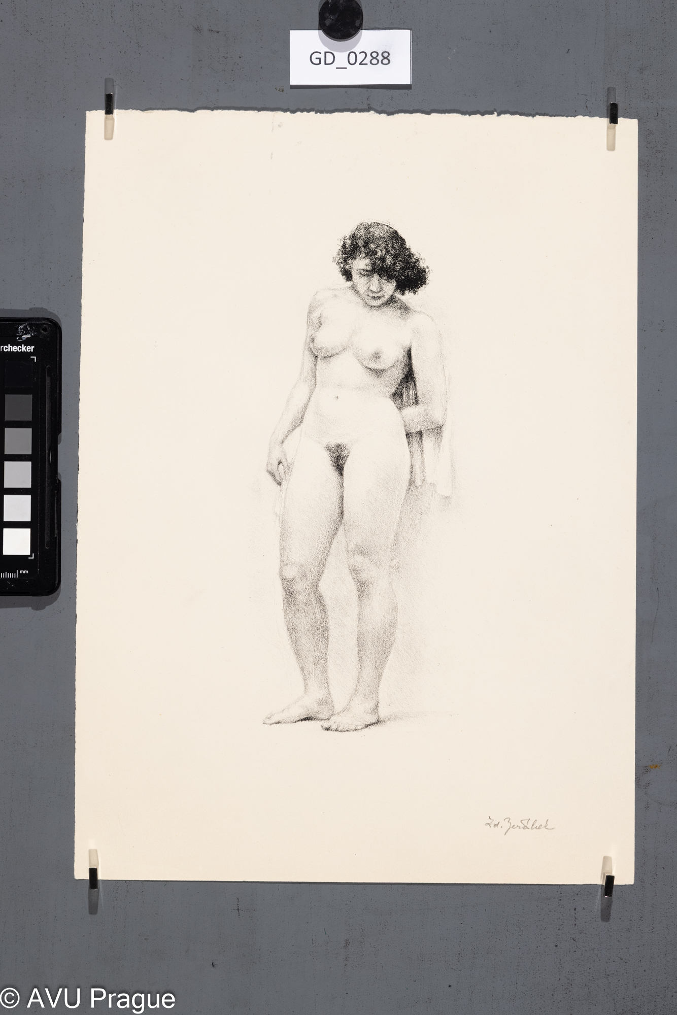 Stojící nahá modelka