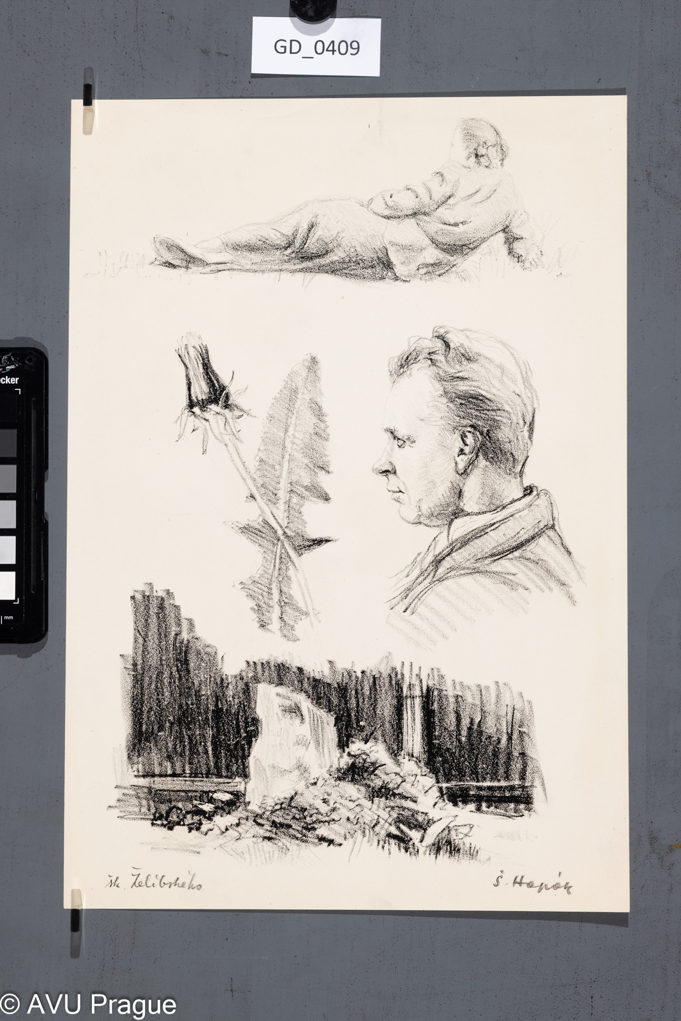 Studijní kresby - hlava, přírodniny