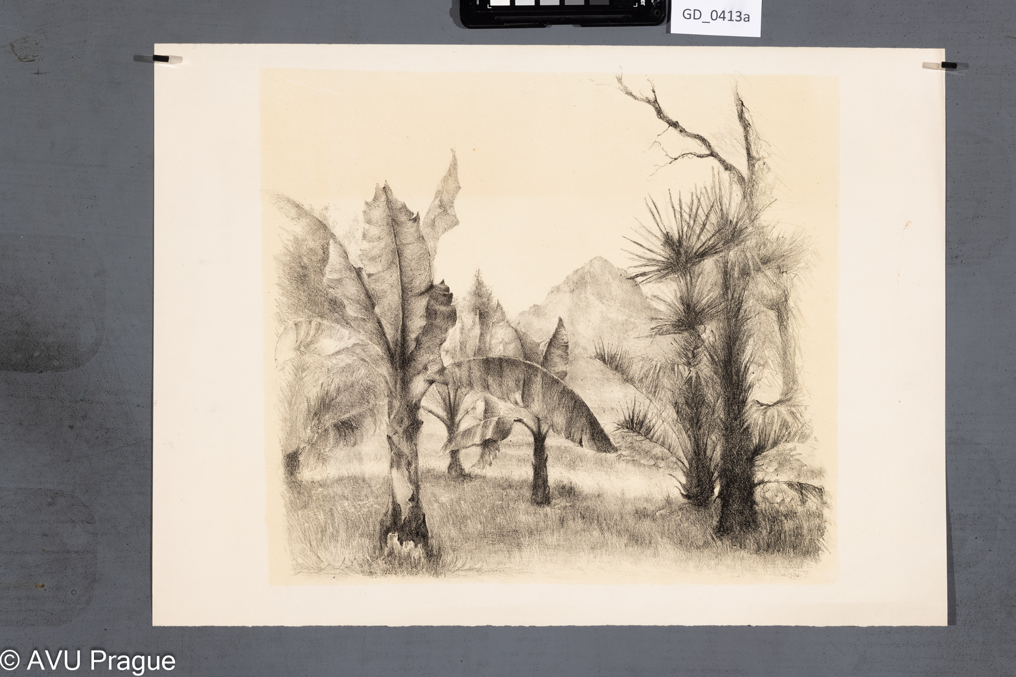 Krajina s banánovníky